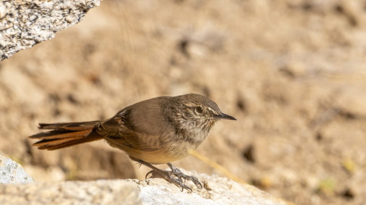 Foto de Canastero chico (Asthenes modesta), familia FurnariidaeCANASTERO, aves de Chile