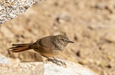 Foto de Canastero chico (Asthenes modesta), familia FurnariidaeCANASTERO, aves de Chile