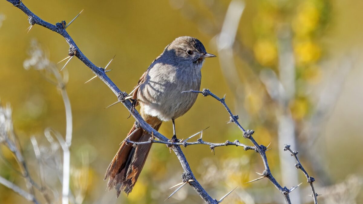Foto de Canastero de cola larga (Asthenes pyrrholeuca), familia Furnariidae, aves de Chile