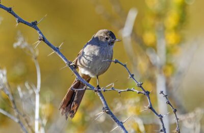 Foto de Canastero de cola larga (Asthenes pyrrholeuca), familia Furnariidae, aves de Chile