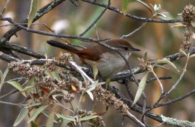 Foto de Canastero del Norte (Asthenes dorbignyi), familia FurnariidaeCANASTERO, aves de Chile