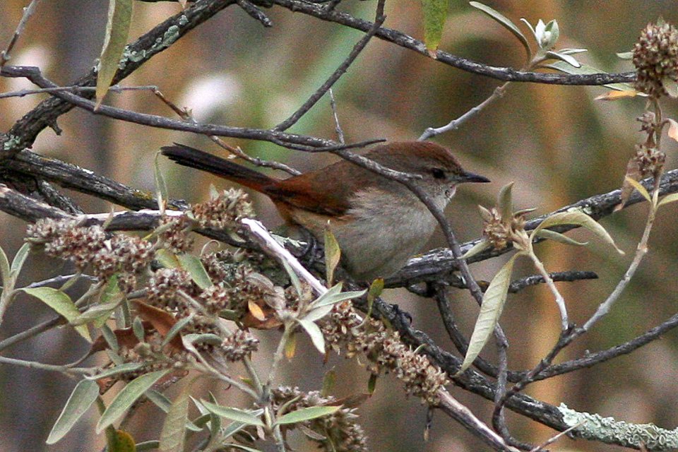 Foto de Canastero del Norte (Asthenes dorbignyi), familia FurnariidaeCANASTERO, aves de Chile