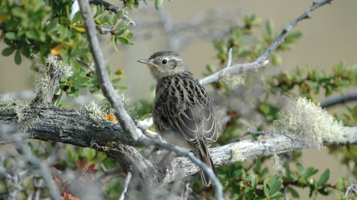Foto de Canastero del Sur (Asthenes anthoides), familia FurnariidaeCANASTERO, aves de Chile