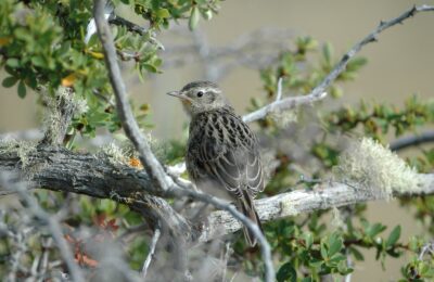 Foto de Canastero del Sur (Asthenes anthoides), familia FurnariidaeCANASTERO, aves de Chile