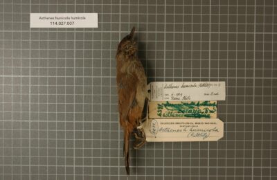 Foto de Canastero (Pseudasthenes humicola), familia Furnariidae, aves de Chile