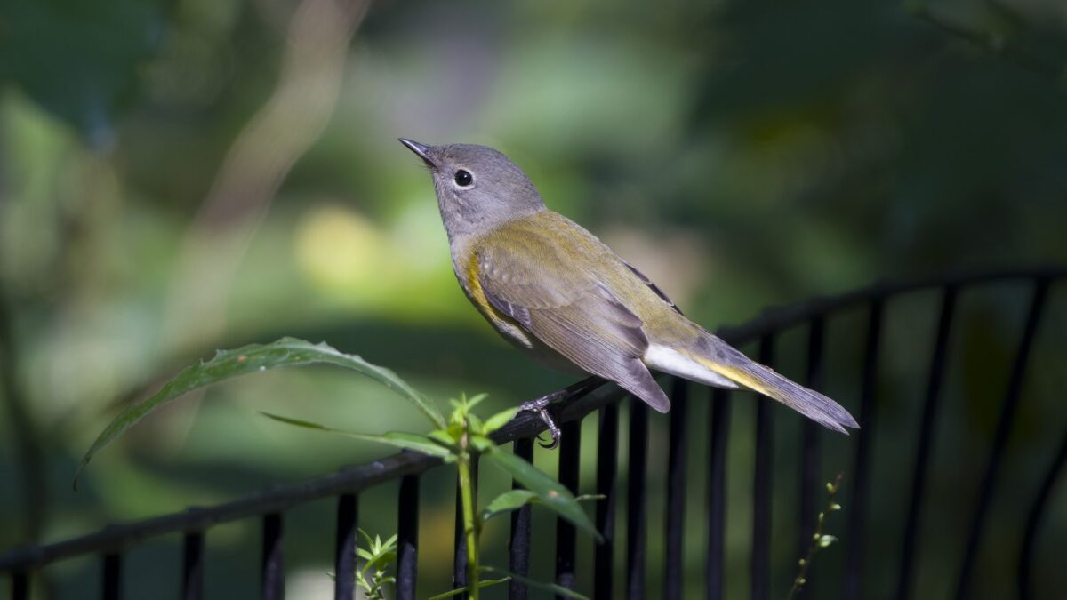 Foto de Candelita americana (Setophaga ruticilla), familia Parulidae, aves de Chile