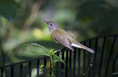 Foto de Candelita americana (Setophaga ruticilla), familia Parulidae, aves de Chile