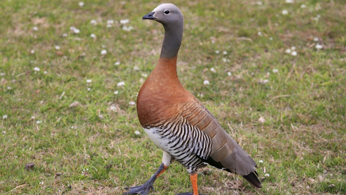 Foto de Canquén (Chloephaga poliocephala), aves de Chile