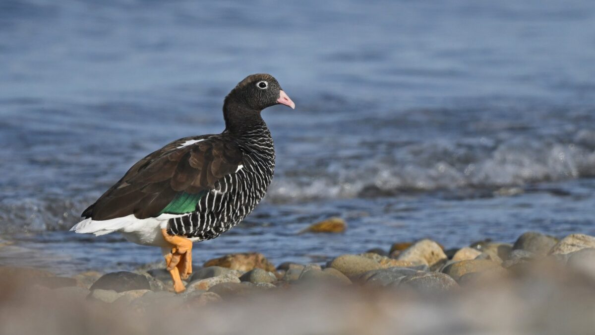 Foto de Caranca (Chloephaga hybrida), familia Anatidae, aves de Chile