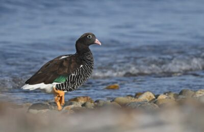Foto de Caranca (Chloephaga hybrida), familia Anatidae, aves de Chile