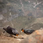 Foto de Carancho Cordillerano (Rapaces diurnas), familia Falconidae, aves de Chile