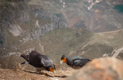 Foto de Carancho Cordillerano (Rapaces diurnas), familia Falconidae, aves de Chile