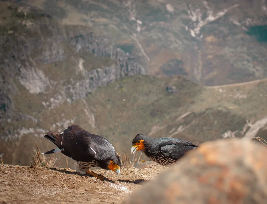 Foto de Carancho Cordillerano (Rapaces diurnas), familia Falconidae, aves de Chile