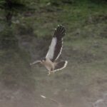 Foto de Carancho cordillerano del sur (Phalcoboenus albogularis), familia FalconidaeCARANCHO, aves de Chile