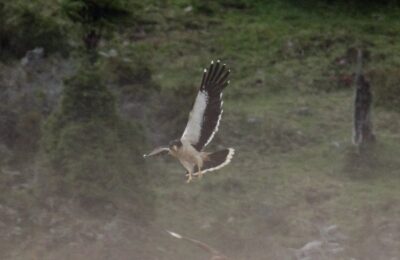 Foto de Carancho cordillerano del sur (Phalcoboenus albogularis), familia FalconidaeCARANCHO, aves de Chile