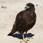 Foto de Carancho negro (Phalcoboenus australis), familia Falconidae, aves de Chile