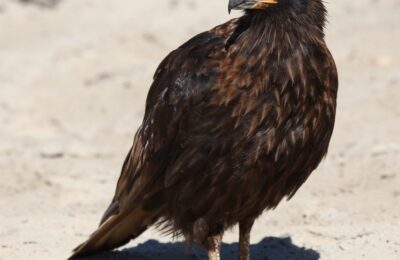 Foto de Carancho negro (Phalcoboenus australis), familia Falconidae, aves de Chile