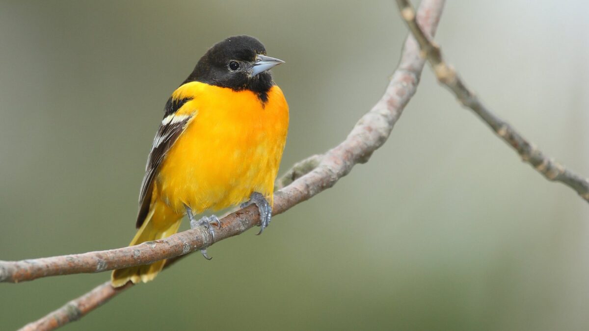 Foto de Carao (Icterus icterus), familia Aramidae, aves de Chile