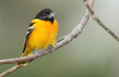 Foto de Carao (Icterus icterus), familia Aramidae, aves de Chile
