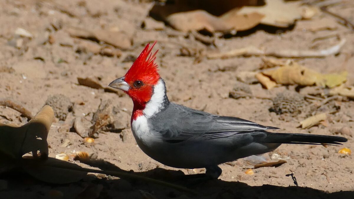 Foto de Cardenal (Paroaria coronata), familia Thraupidae, aves de Chile