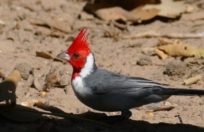Foto de Cardenal (Paroaria coronata), familia Thraupidae, aves de Chile