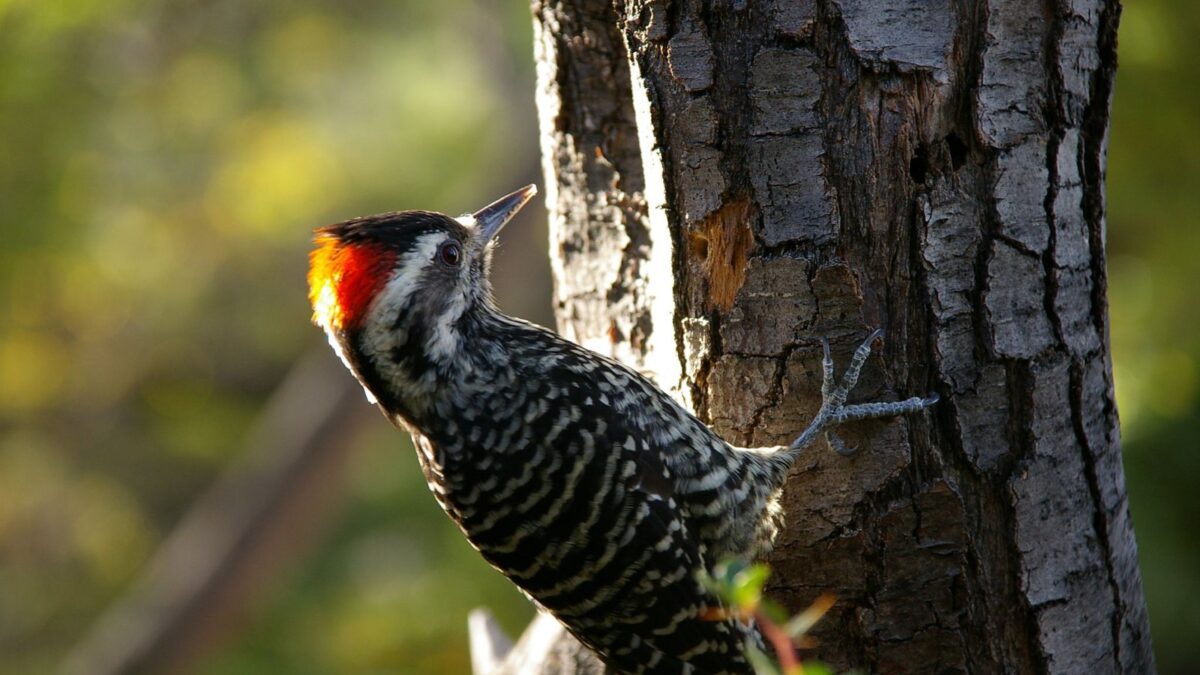 Foto de Carpinterito (Dryobates lignarius), familia Picidae, aves de Chile