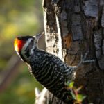 Foto de Carpinterito (Dryobates lignarius), familia Picidae, aves de Chile