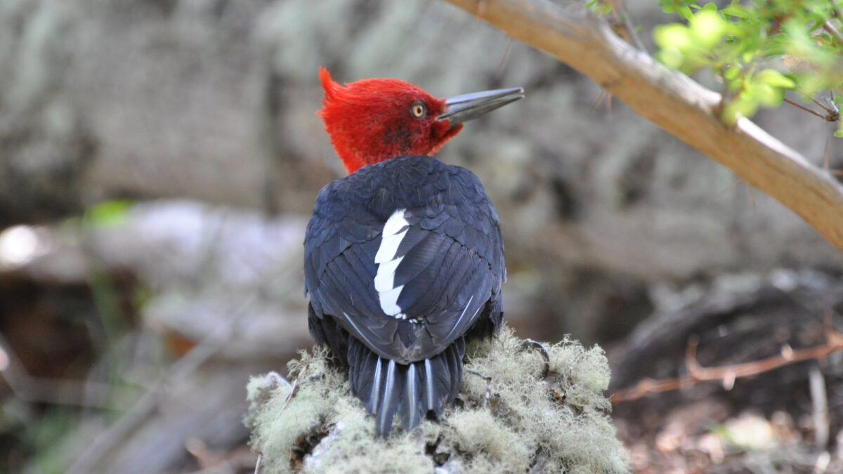 Foto de Carpintero negro (Campephilus magellanicus), familia Picidae, aves de Chile