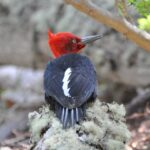 Foto de Carpintero negro (Campephilus magellanicus), familia Picidae, aves de Chile