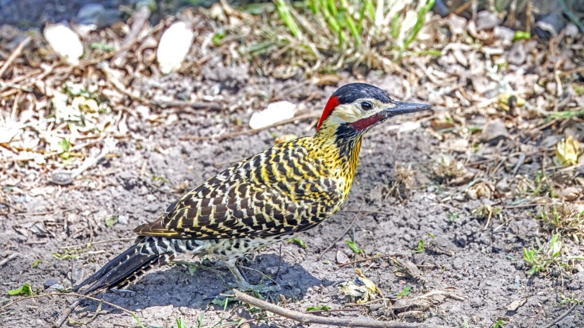 Foto de Carpintero real (Colaptes melanochloros), familia Picidae, aves de Chile