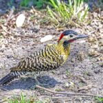 Foto de Carpintero real (Colaptes melanochloros), familia Picidae, aves de Chile