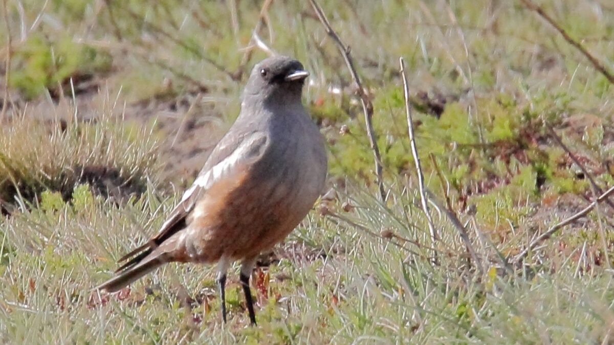 Foto de Cazamoscas chocolate (Neoxolmis rufiventris), familia Tyrannidae, aves de Chile