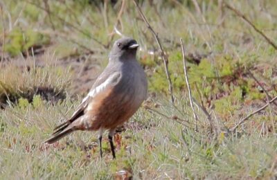 Foto de Cazamoscas chocolate (Neoxolmis rufiventris), familia Tyrannidae, aves de Chile
