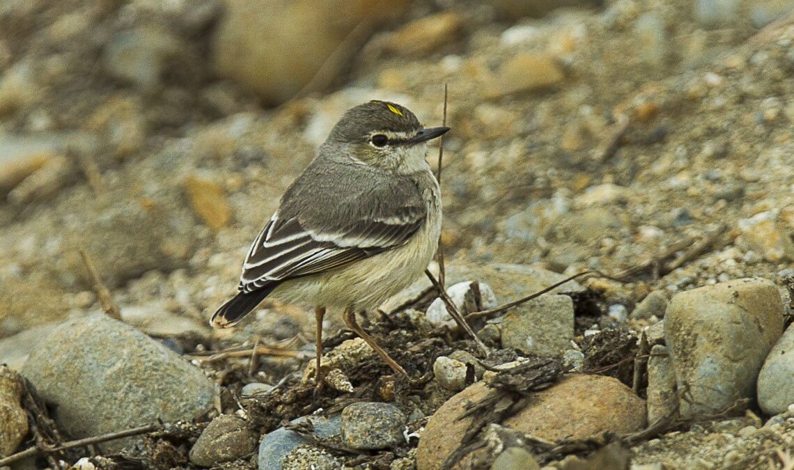 Foto de Cazamoscas de cola corta (Muscigralla brevicauda), familia Tyrannidae, aves de Chile