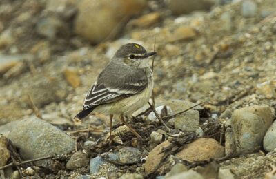 Foto de Cazamoscas de cola corta (Muscigralla brevicauda), familia Tyrannidae, aves de Chile