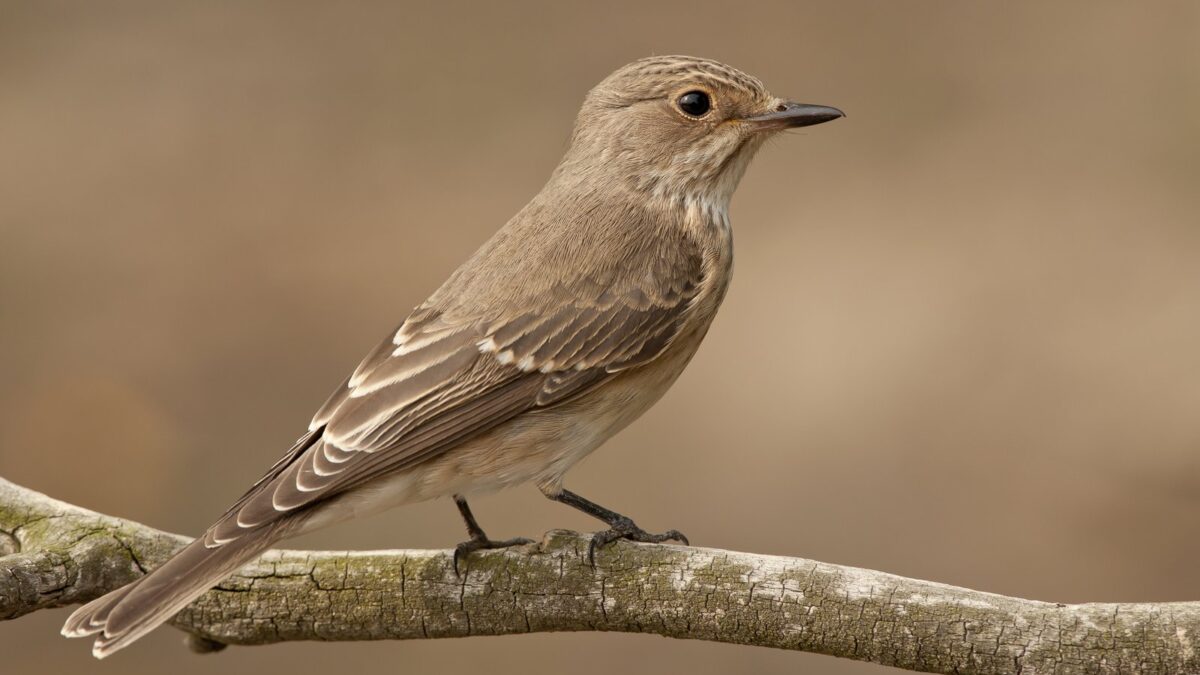 Foto de Cazamoscas estriado (Muscicapa striata), familia Tyrannidae, aves de Chile