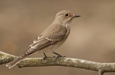 Foto de Cazamoscas estriado (Muscicapa striata), familia Tyrannidae, aves de Chile