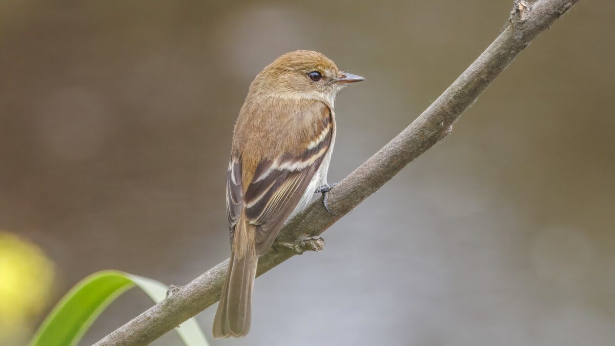 Foto de Cazamoscas picochato (Myiophobus fasciatus), familia Tyrannidae, aves de Chile