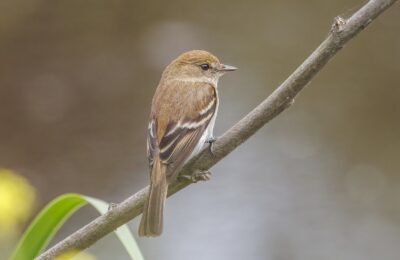 Foto de Cazamoscas picochato (Myiophobus fasciatus), familia Tyrannidae, aves de Chile