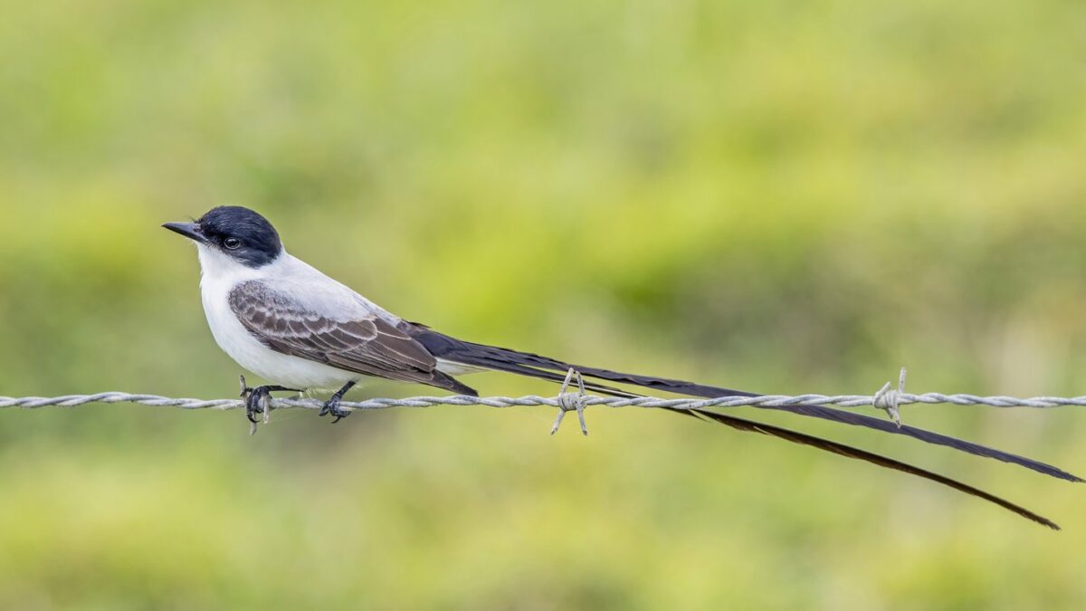 Foto de Cazamoscas tijereta (Tyrannus savana), familia Tyrannidae, aves de Chile