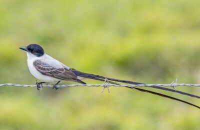 Foto de Cazamoscas tijereta (Tyrannus savana), familia Tyrannidae, aves de Chile