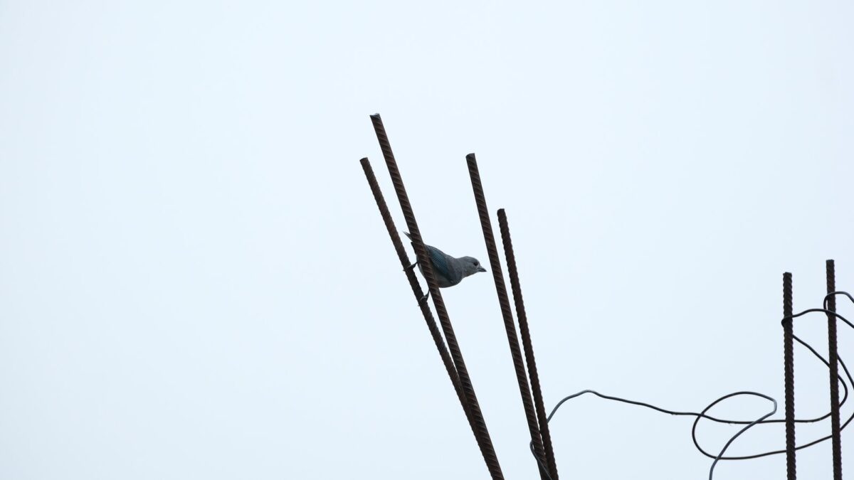 Foto de Celestino (Thraupis sayaca), familia ThraupidaeCELESTINO, aves de Chile