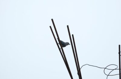 Foto de Celestino (Thraupis sayaca), familia ThraupidaeCELESTINO, aves de Chile