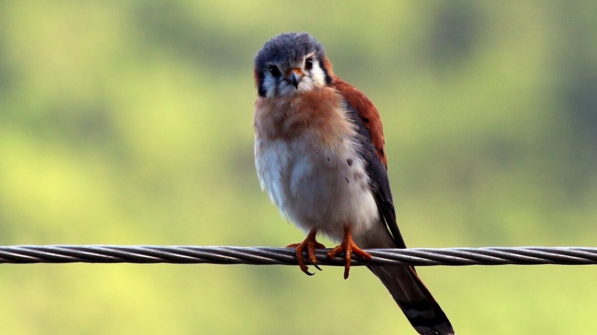 Foto de Cernícalo (Falco sparverius), familia Falconidae, aves de Chile