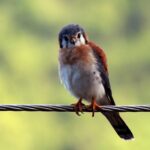 Foto de Cernícalo (Falco sparverius), familia Falconidae, aves de Chile