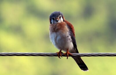 Foto de Cernícalo (Falco sparverius), familia Falconidae, aves de Chile