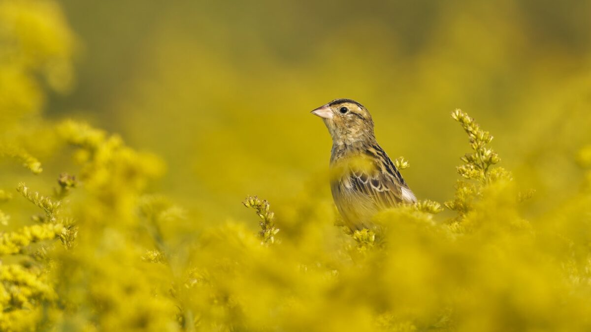 Foto de Charlatán (Dolichonyx oryzivorus), familia Icteridae, aves de Chile