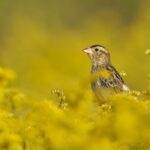 Foto de Charlatán (Dolichonyx oryzivorus), familia Icteridae, aves de Chile