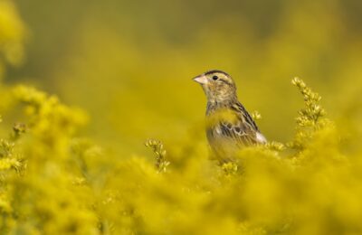 Foto de Charlatán (Dolichonyx oryzivorus), familia Icteridae, aves de Chile