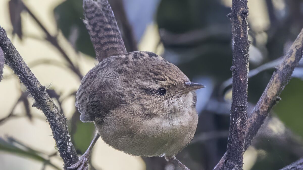 Foto de Chercán de las vegas (Cistothorus platensis), aves de Chile